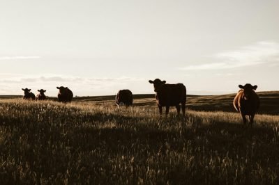 cattle Large cattle Large